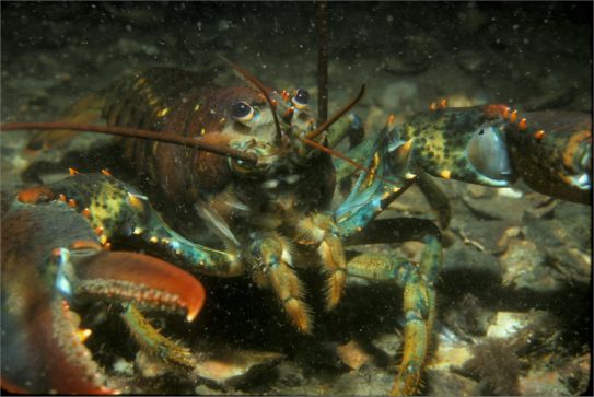 Lobsters are facing difficulties tolerating warmer temperatures