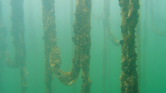 Mussel Socks