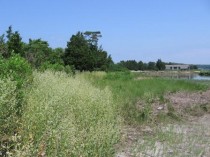 Perennial pepperweed found at West Meadow Beach (Photo by Bill Jacobs)