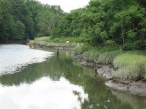 Water scene at Bird House: Incoming tide in the Blind Brook estuary with salt-marsh grasses on the edge of the Bird property on the right. Courtesy of the Committee to Save the Bird Homestead.