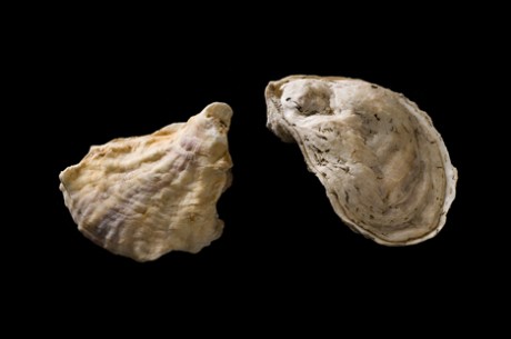 3_Eastern Oystelower resr