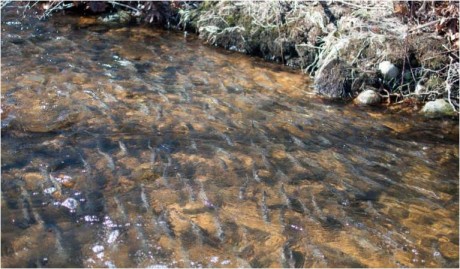 alewifes migrating in bride brook in april low res