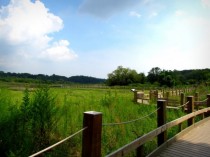 alleypond