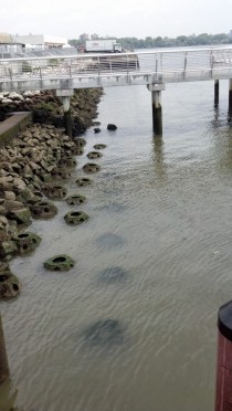 artificial reef 1