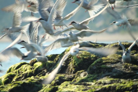 A scramble of common terns taking flight near Wildwood State Park. (Photo by Tyler Kuliberda)