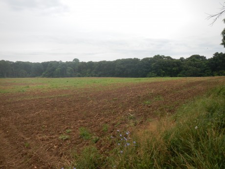 Caumsett State Park Coastal Grassland restoration site during restoration (July 2013-photo NYSDEC) lowres