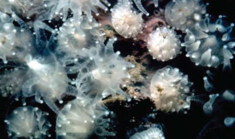 may corals