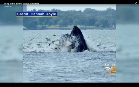whale off of new rochelle