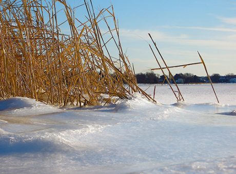 Winter along shore of South Cove, Old Saybrook, CT. (CT. Coast) Photo by Judy Preston.