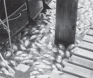 Menhaden kill, along the Mianus River, 1988.