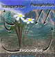 Evapotranspiration