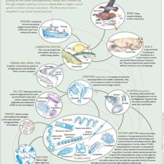 Inside the Long Island Sound Food Web