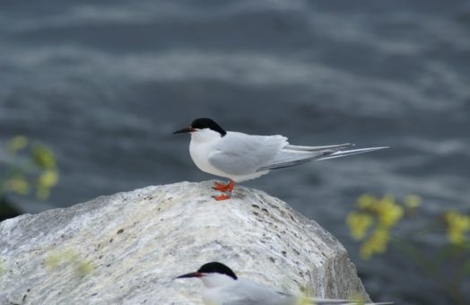 image for NFWF Announces Nearly $12 Million in Grants from Long Island Sound Futures Fund