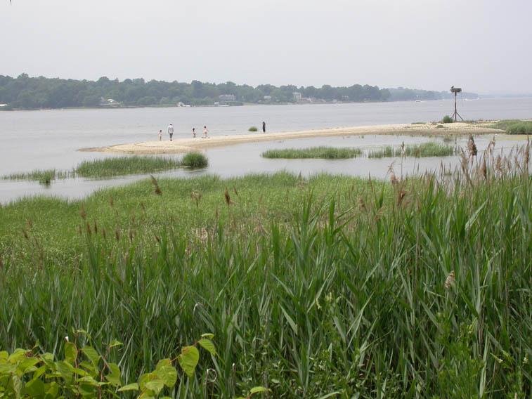 Leeds Pond wetlands at high tide with a view of the sandbar and osprey roost in the background. (Photo by Jennifer Wilson-Pines)