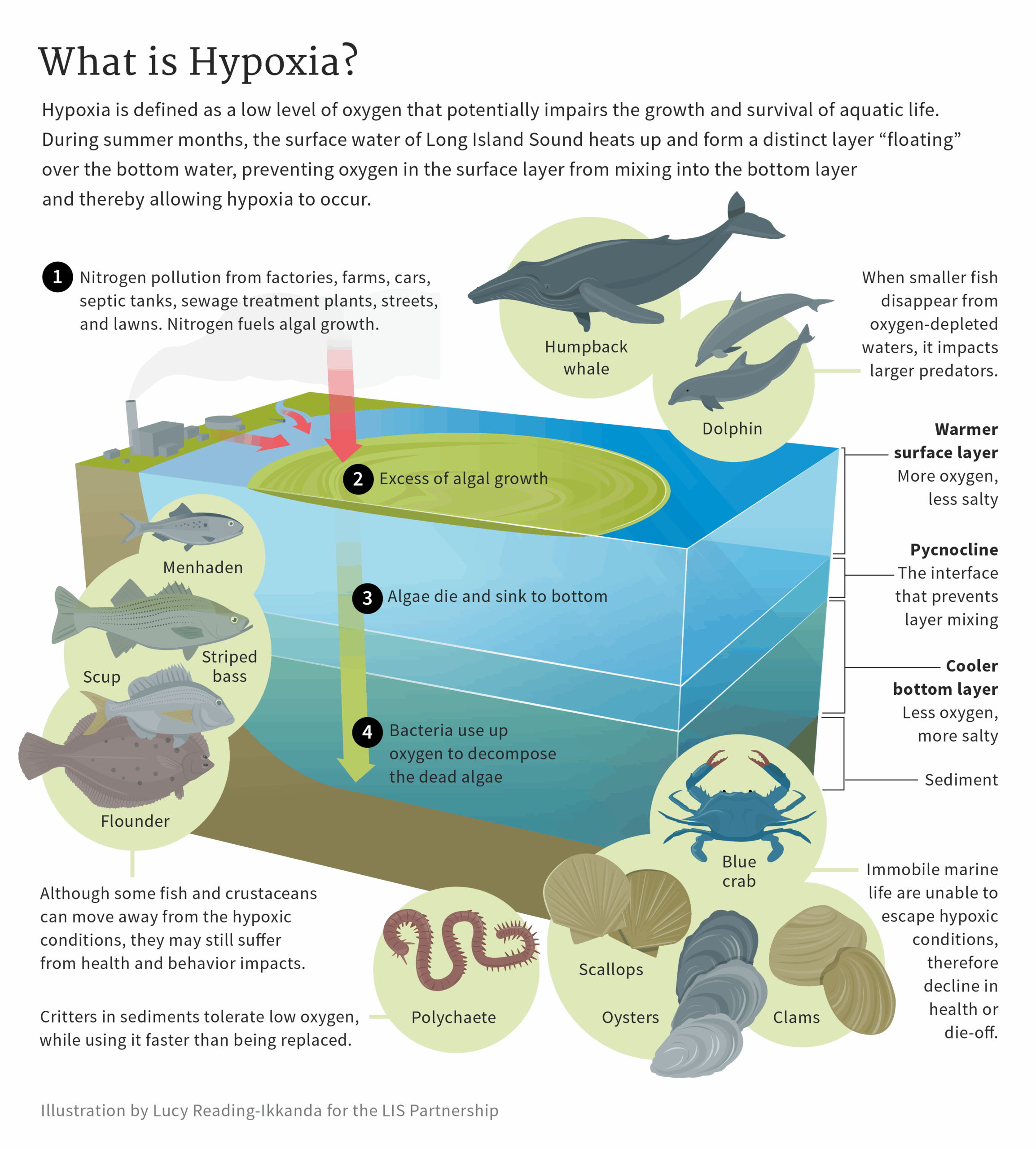 "What is Hypoxia?" illustration.