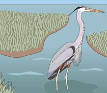 heron