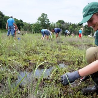 a planting at Sunken Meadow State park