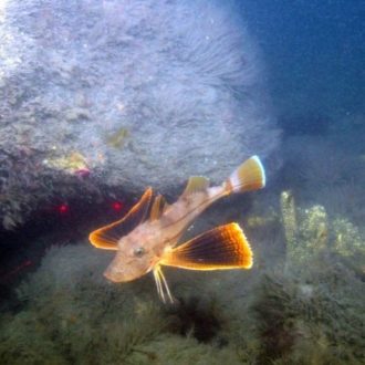 A photo of a striped seafloor robin which was documented in the Long Island Sound seafloor mapping project