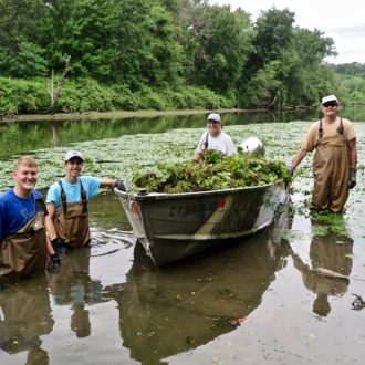 pulling trapa waterchestnut in Portland, CT