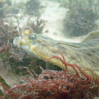 Winter Flounder