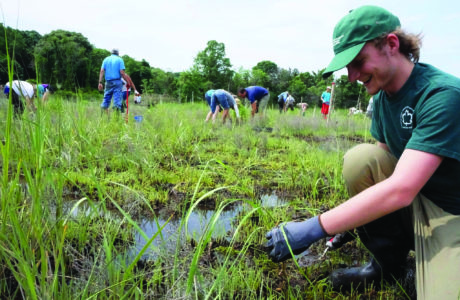 Volunteers join a New York State Parks employee in planting salt marsh grasses at Sunken Meadow State Park.