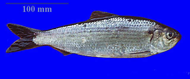 Photo of an alewife for the Alewife on the move Sound Fact. 