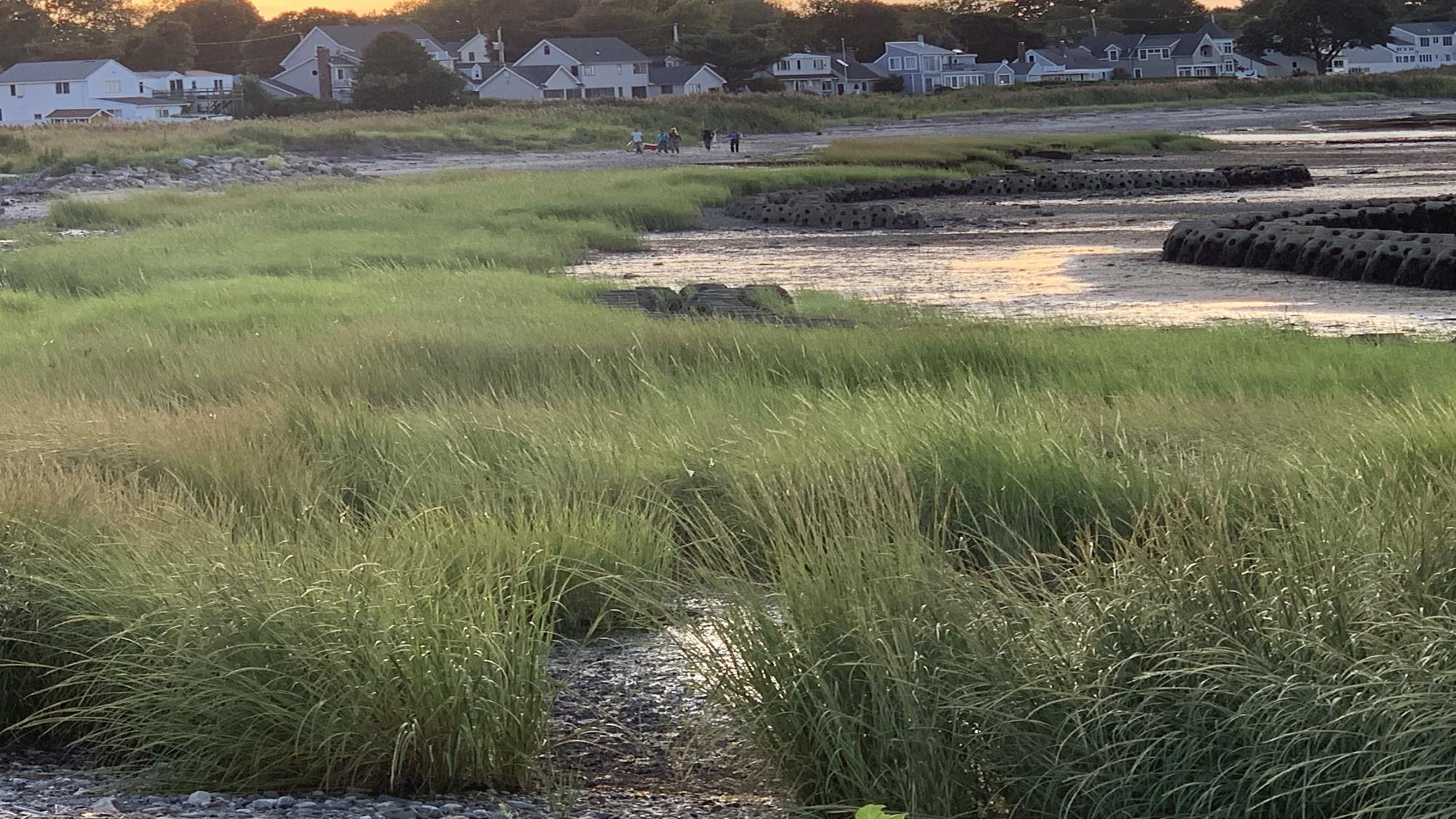 Grasses grow fruitfully and concrete reef balls are situated some feet away from the shore at Stratford Point, both part of the shoreline restoration efforts at Stratford Point in Stratford, CT. 