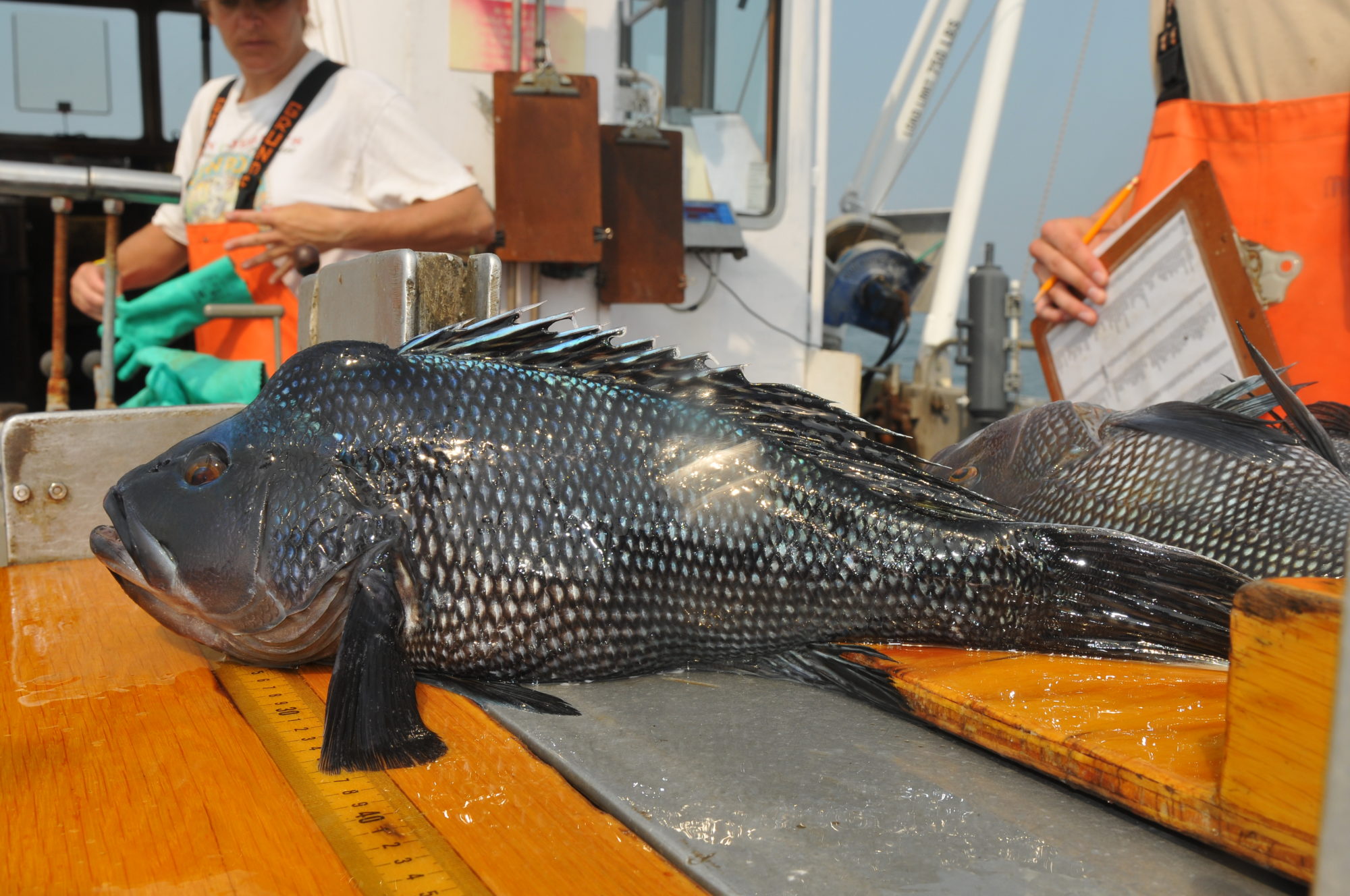 black sea bass