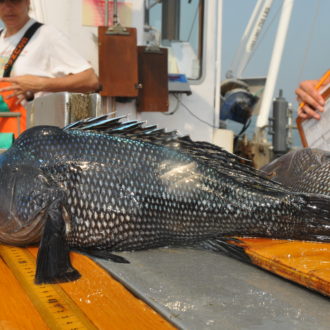 black sea bass