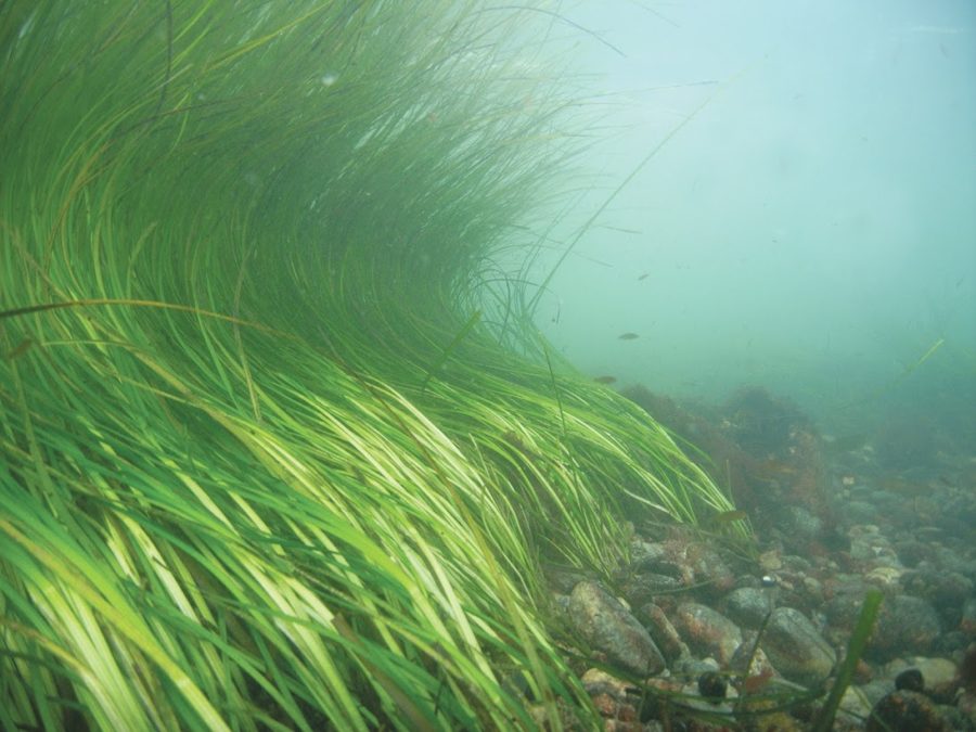 An eelgrass bed off of Fishers Island, N.Y. Photo: CCE Suffolk County Marine Program.