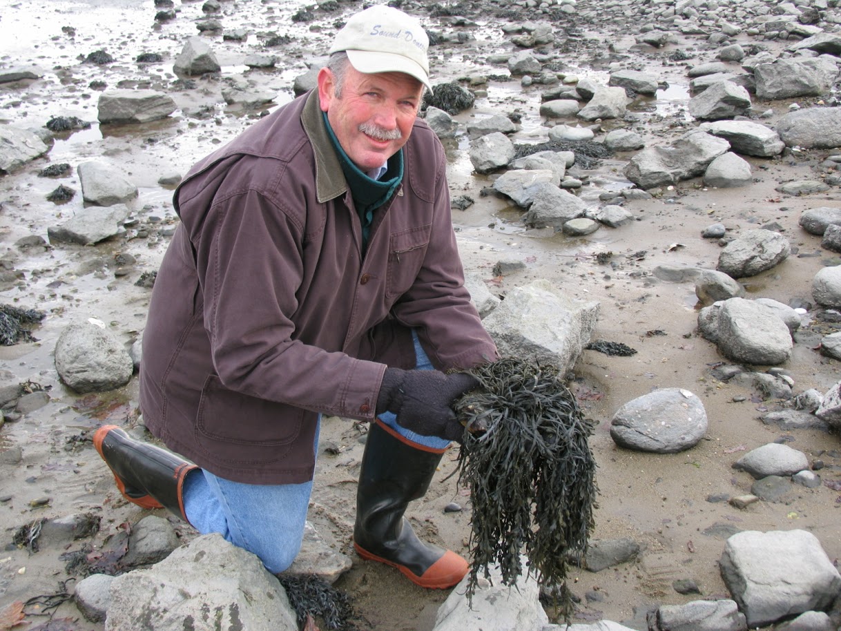 Charlie Yarish, a recently retired ecoology and marine science professor and former scientist on the long island sound partnership committee, holds rockweed at a site in Connecticut.