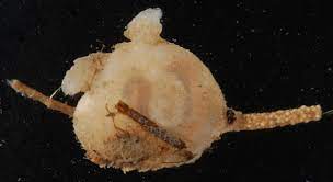 Mogula manhattensis, commonly known as "sea grapes" or "sea squirts". 