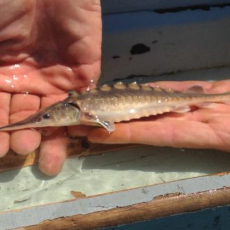 The first-ever Connecticut River born Atlantic sturgeon hatchling, held by hand.
