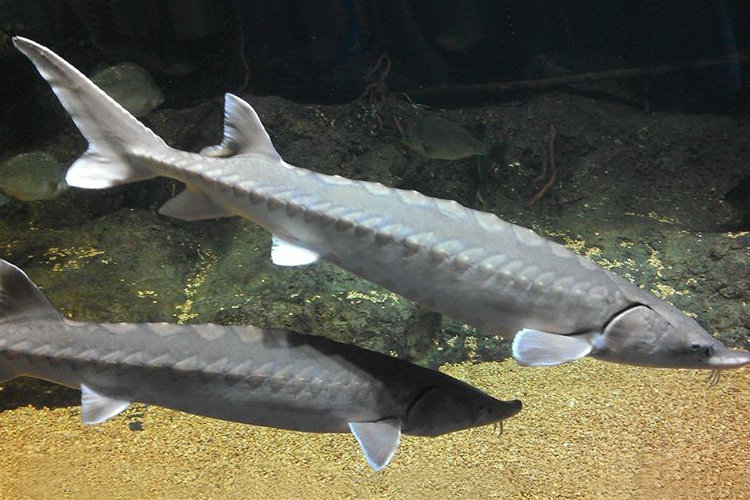 Two Atlantic sturgeon underwater. 