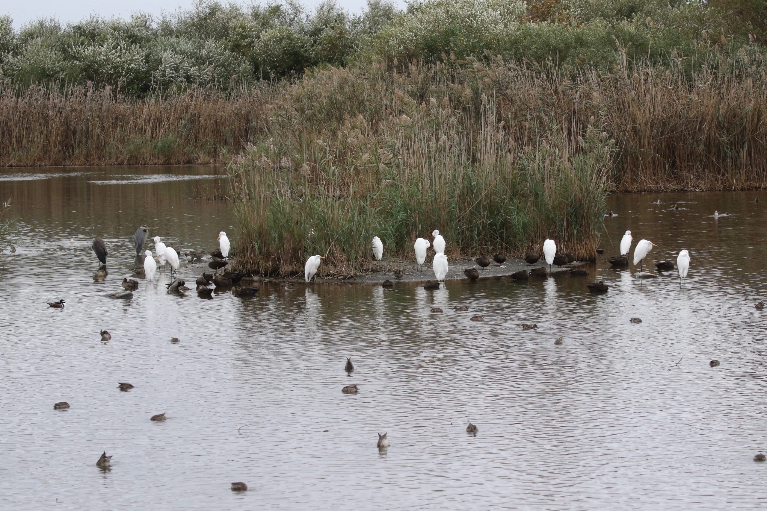 Egrets, herons, and ducks congregate in their shared habitat at Great Meadows, alongside some invasive phragmites.