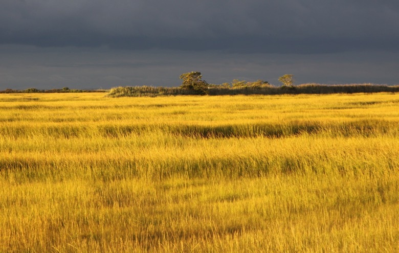 Sunset illuminates a field of grass at Great Meadows.