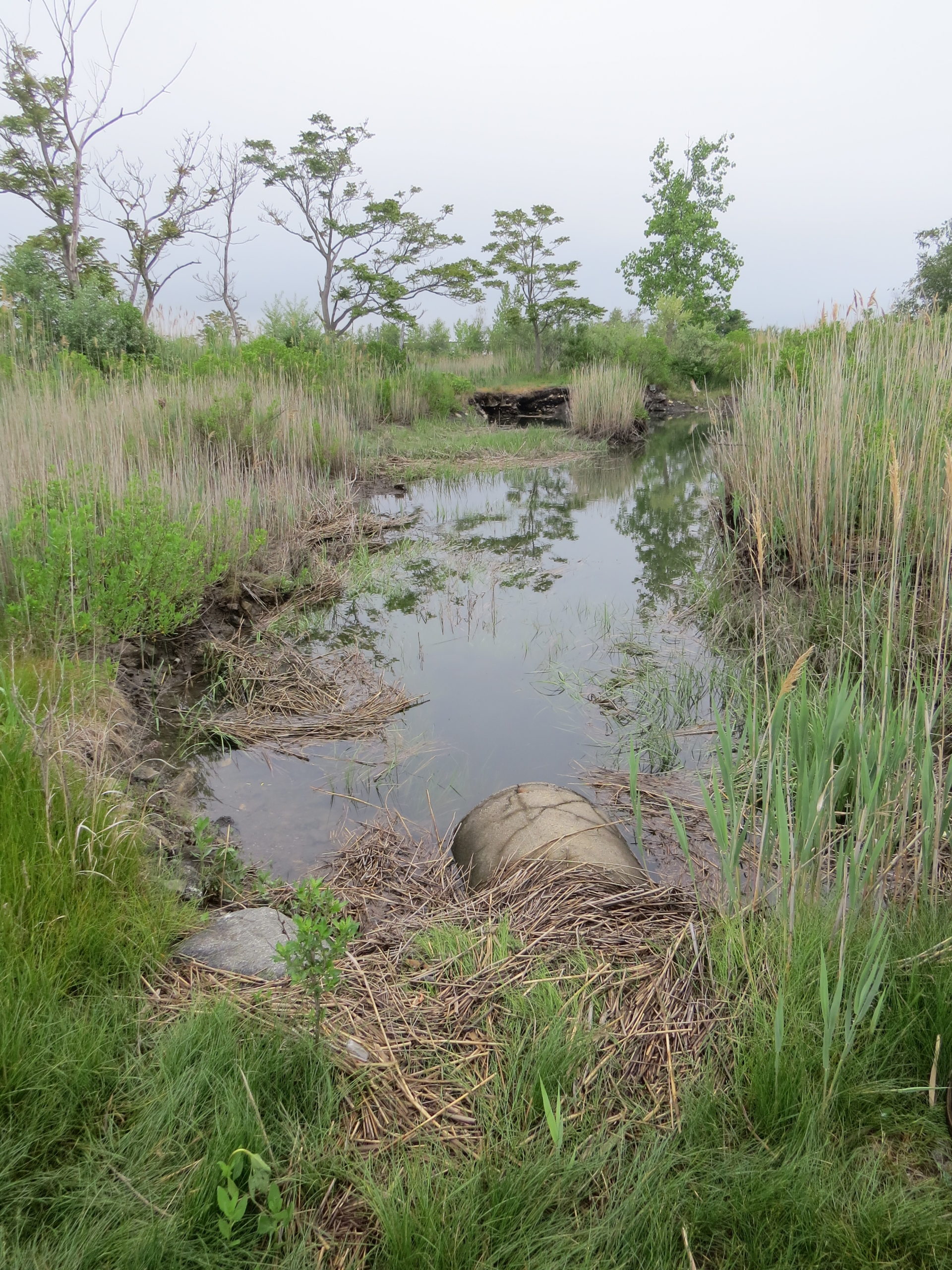 Two culverts at Great Meadows Marsh that will be replaced during the restoration process.