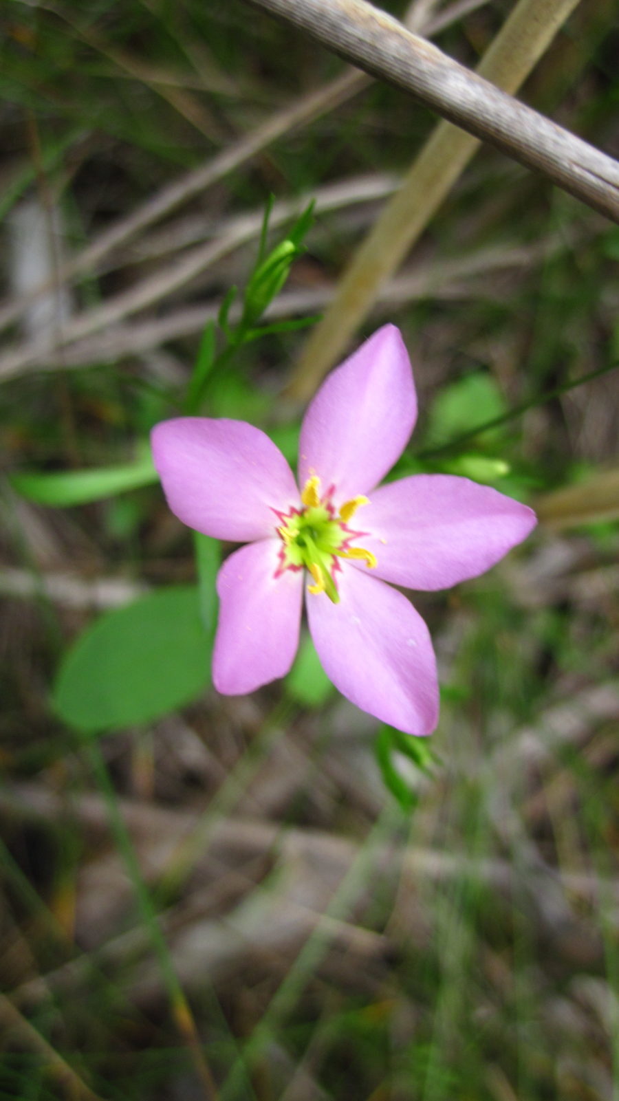 A close-up of marsh pink. 