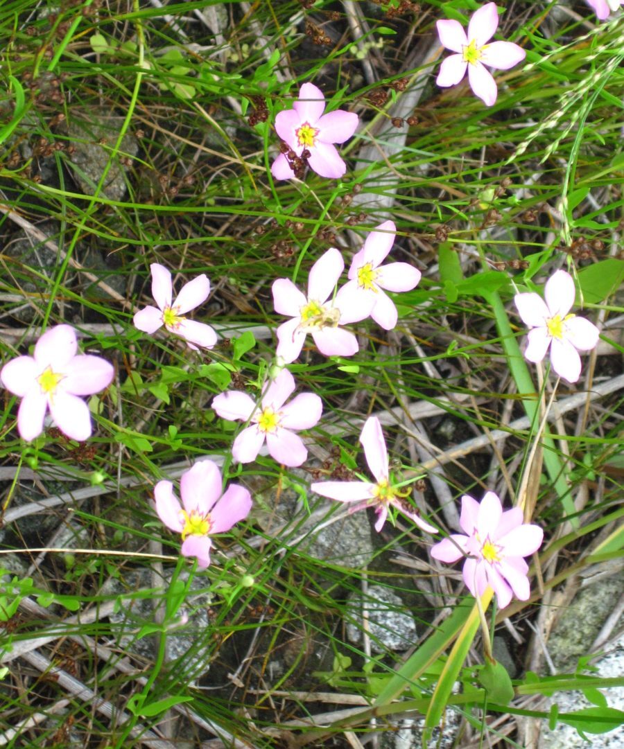 Marsh pink growing at Great Meadows.