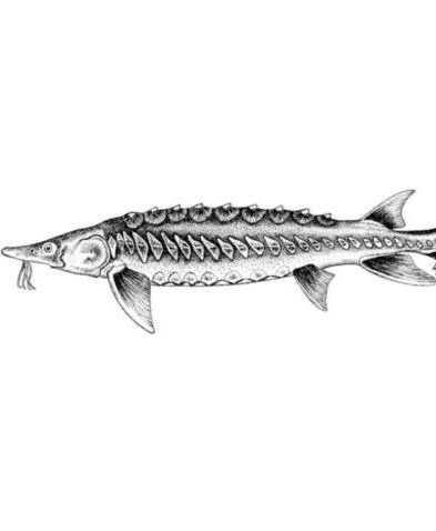 Drawing of a shortnose sturgeon.