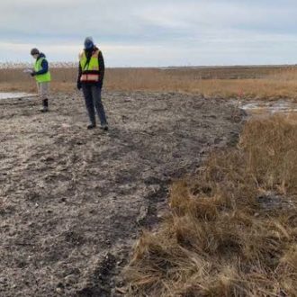 Two individuals stand on experimental mounds, mounds of dirt that are used for saltmarsh sparrow nesting.