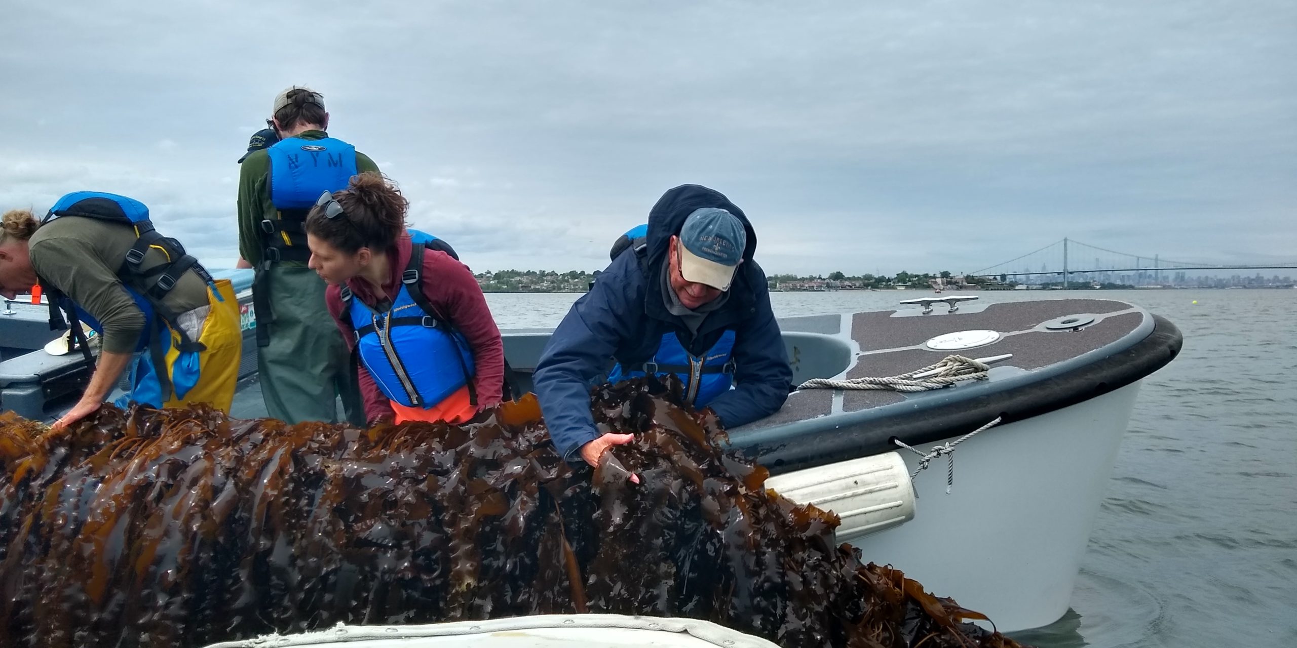 Kelp Harvest 2022 Nutrient Bioextraction Product Application: Field Testing of Locally-Sourced Sugar Kelp (Saccharina latissima) Fertilizer Amendments in Long Island, NY Kraseski