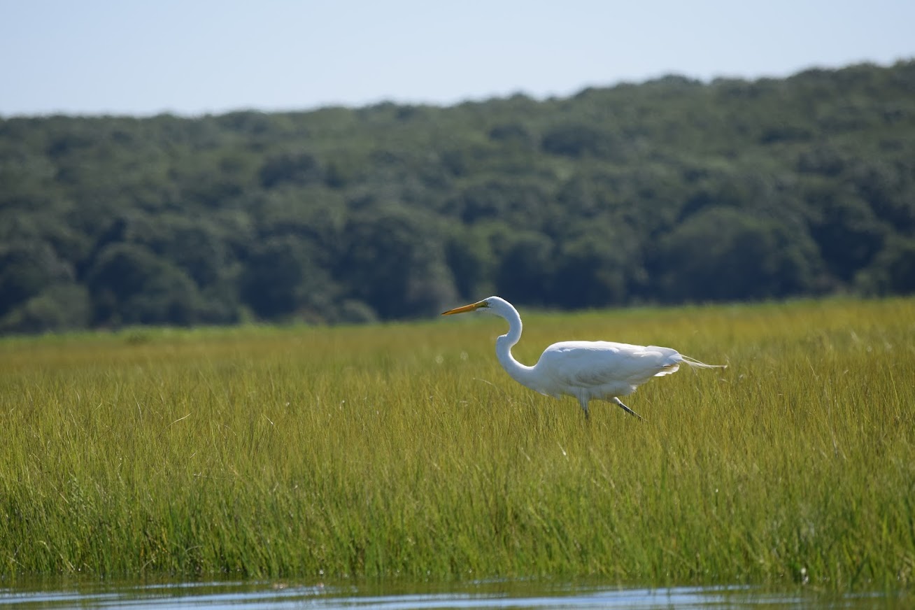 A great egret walking on Spartina alterniflora at the water's edge in Bluff Point State Park, Groton, CT. Photo by Nancy Balcolm/CT Sea Grant. 