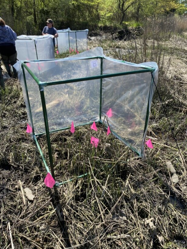 Warming enclosures at the Moses Wheeler research site, adjacent to the Housatonic River in Milford, CT. Photo courtesy of Crosby.