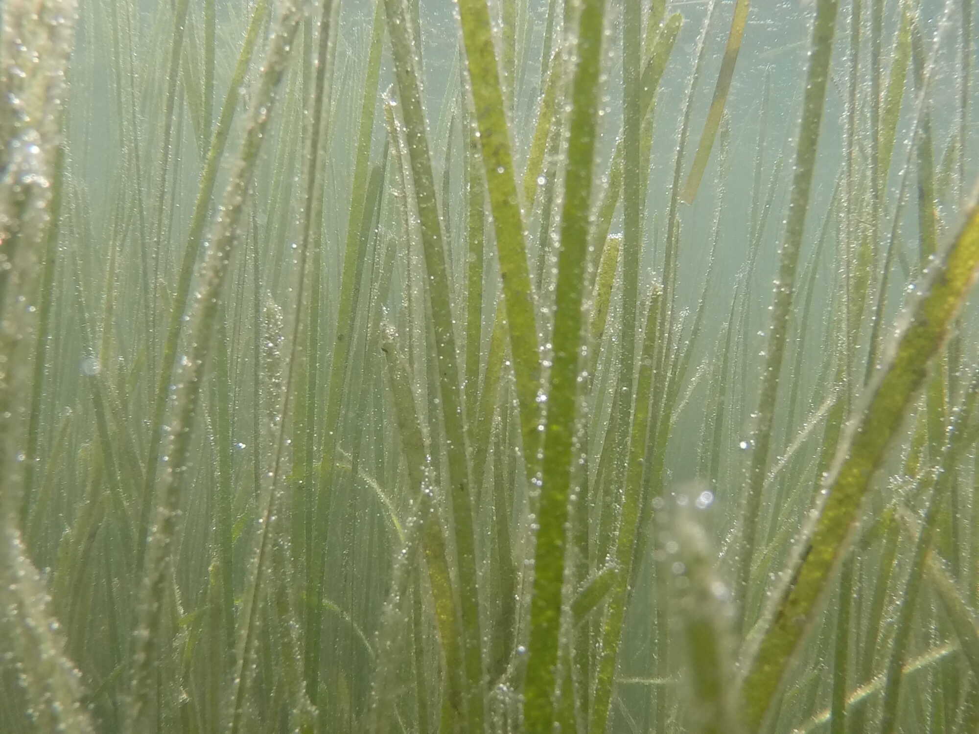 eelgrass off Fishers Island. The photo was taken by Cayla Sullivan