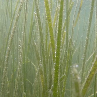 eelgrass off Fishers Island. The photo was taken by Cayla Sullivan