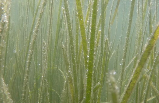 image for Mapping of Long Island Sound Finds Net Increase in Eelgrass Habitat