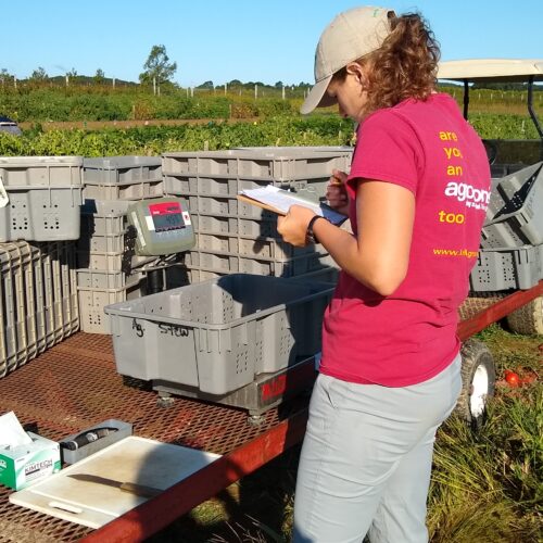Brix_preparation-500x500.jpg