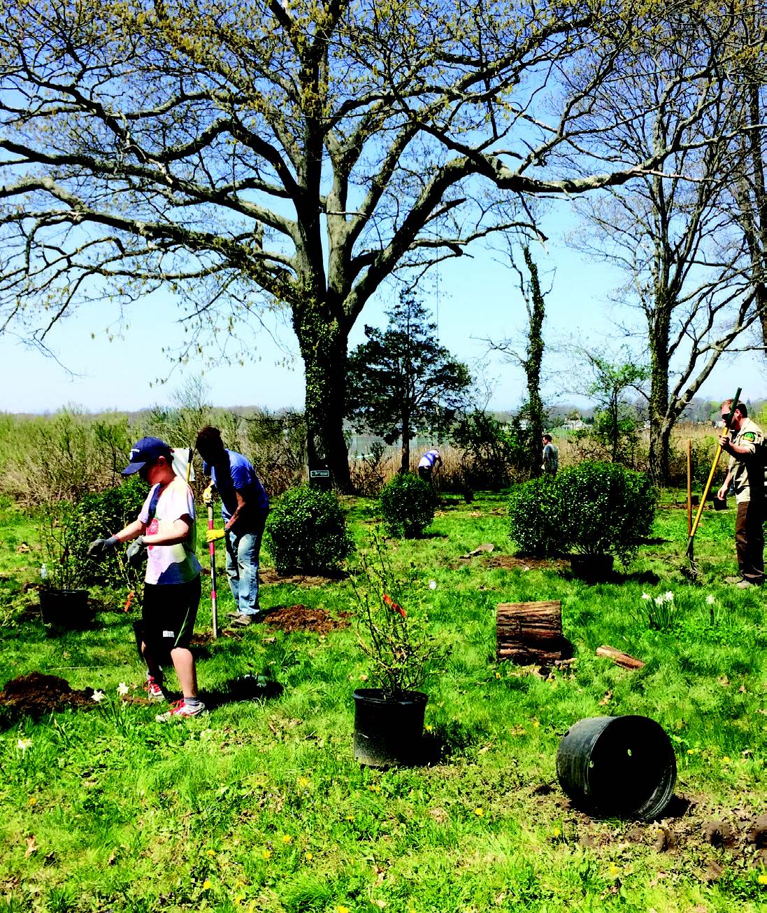 Volunteers plant trees in the Conscience Bay-Little Bay State Tidal Wetland Area. Photo courtesy of NYSDEC