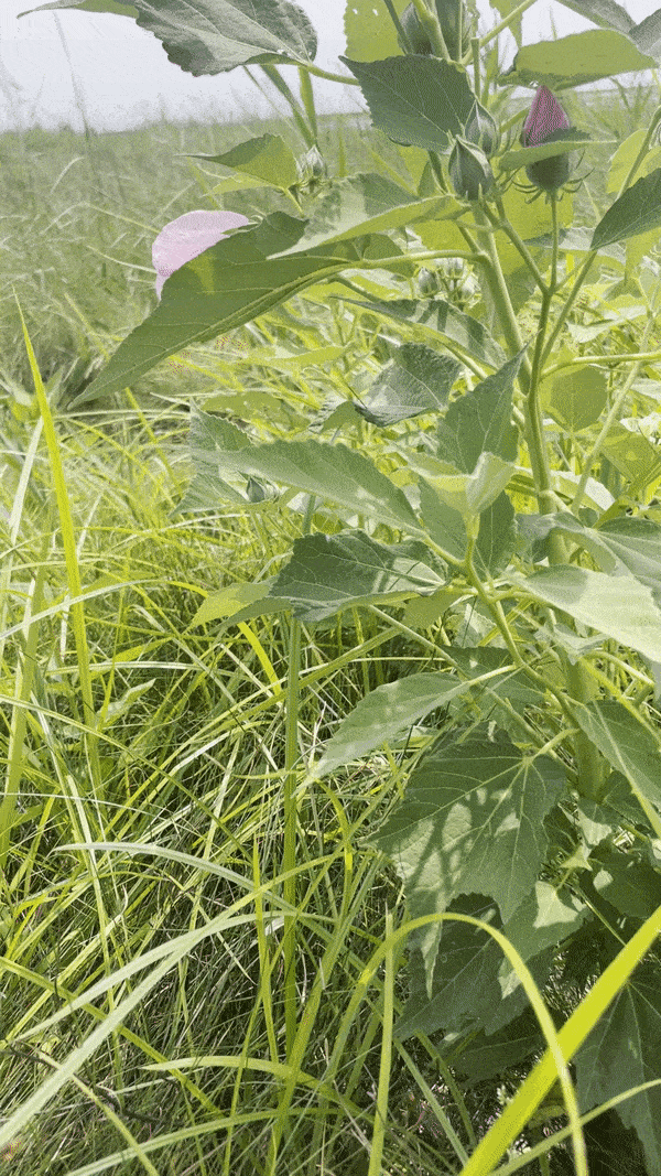 a video of plant life at the restored salt marsh at the Great Meadows Marsh. The video features a hibiscus